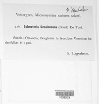 Schroeteria decaisneana image